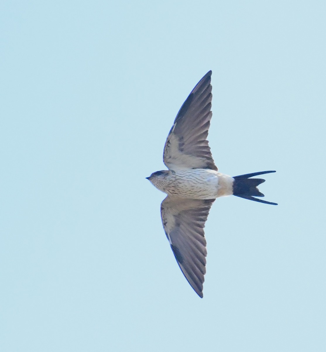 Red-rumped Swallow - Mohammed Sayeer
