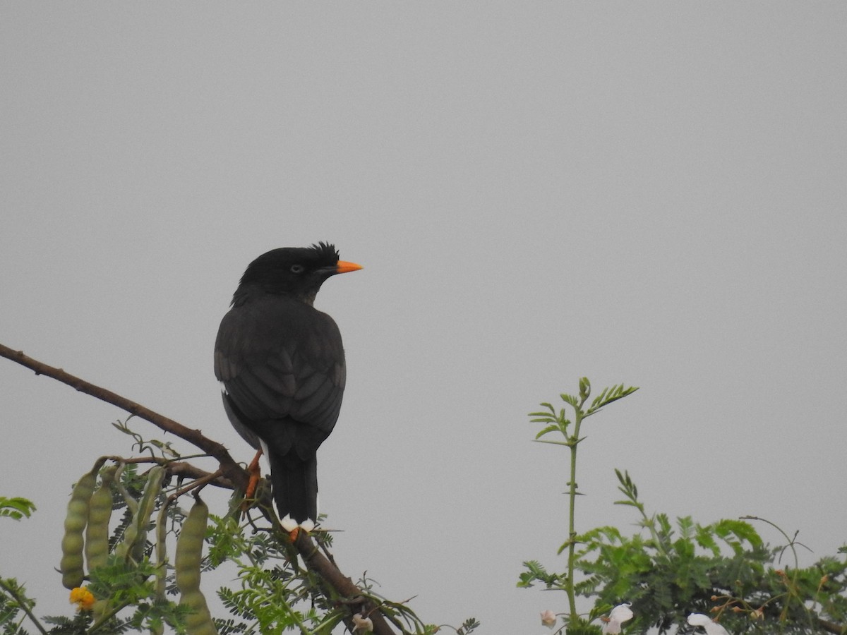 Jungle Myna - ML612865186