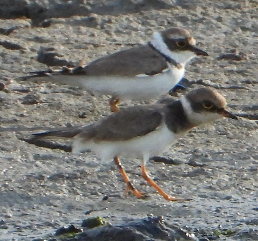 Little Ringed Plover - ML612865233