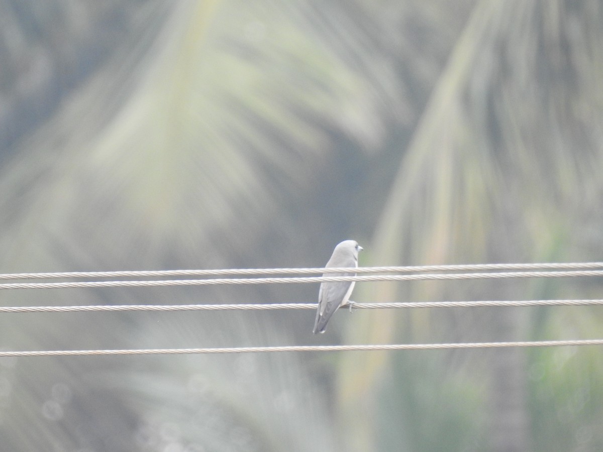 Ashy Woodswallow - ML612865287