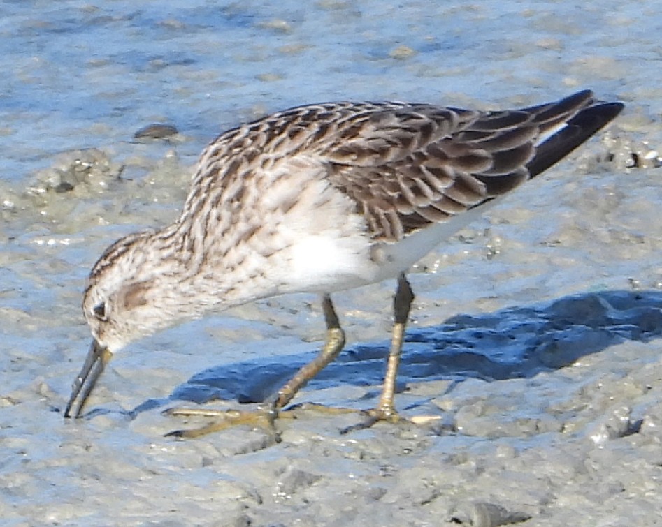 Broad-billed Sandpiper - ML612865316