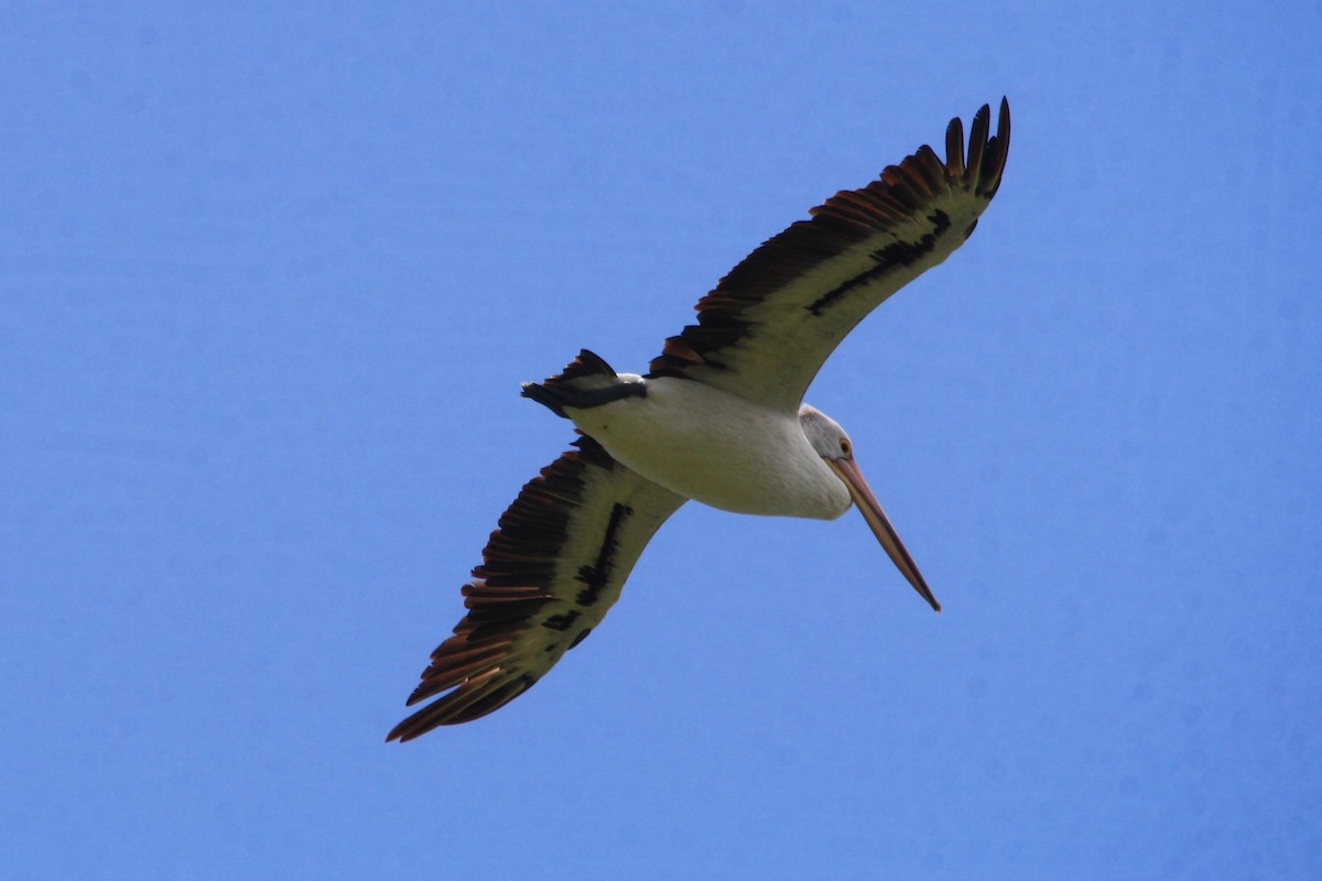 Australian Pelican - ML612865375