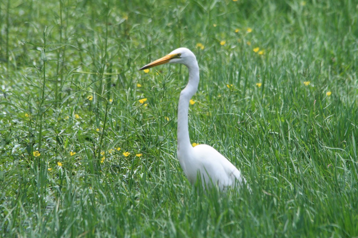 Great Egret - ML612865396
