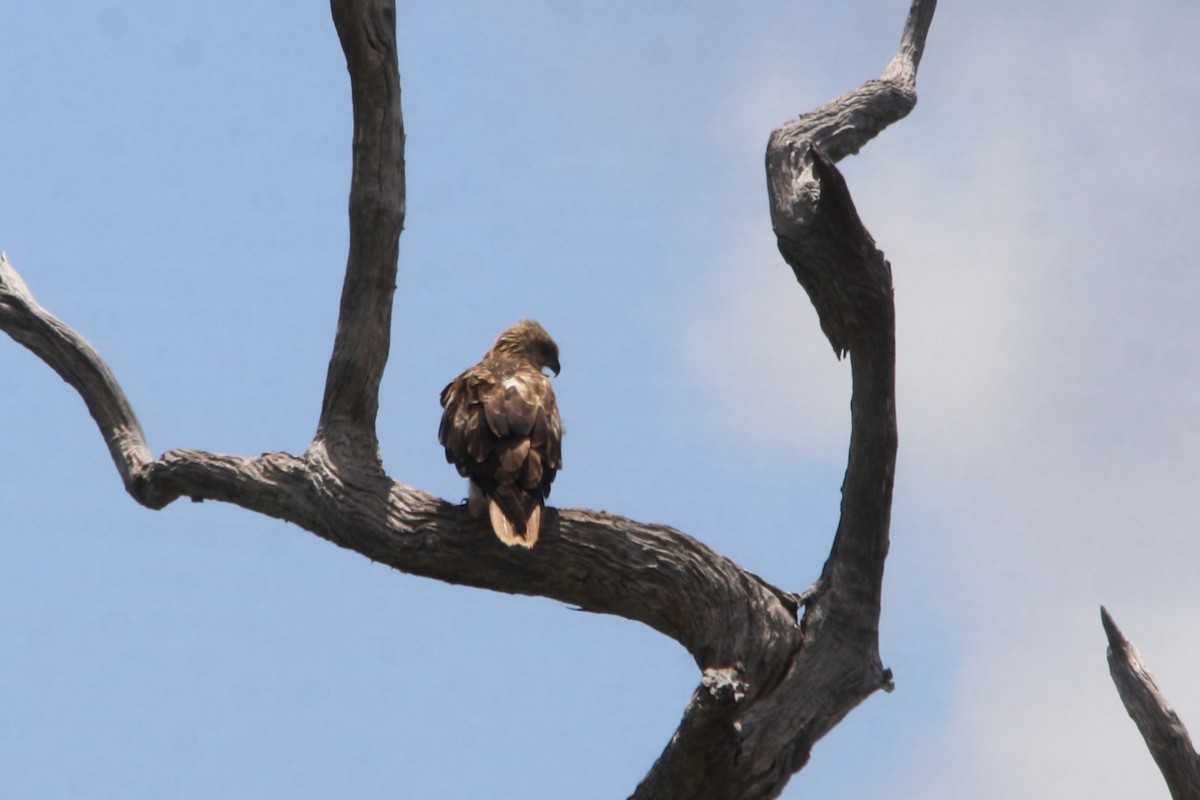 Whistling Kite - ML612865459