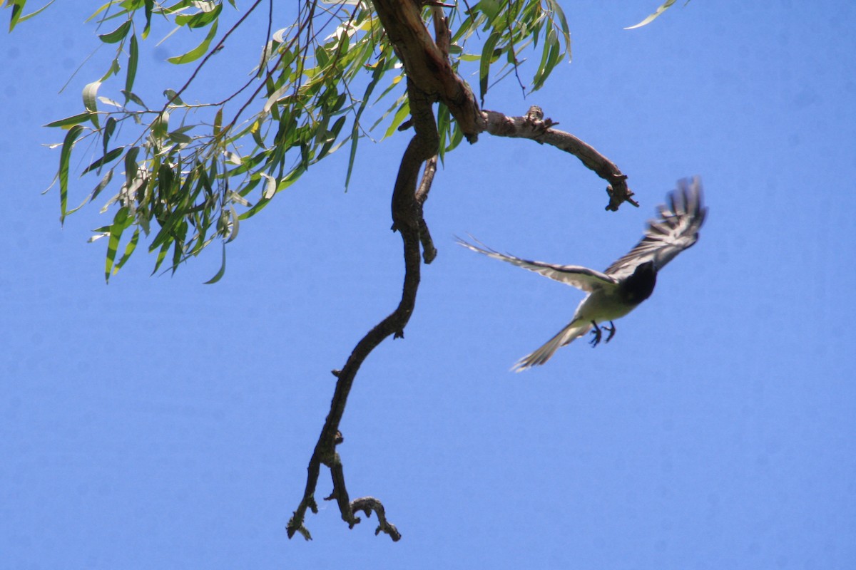 Black-faced Cuckooshrike - ML612865465