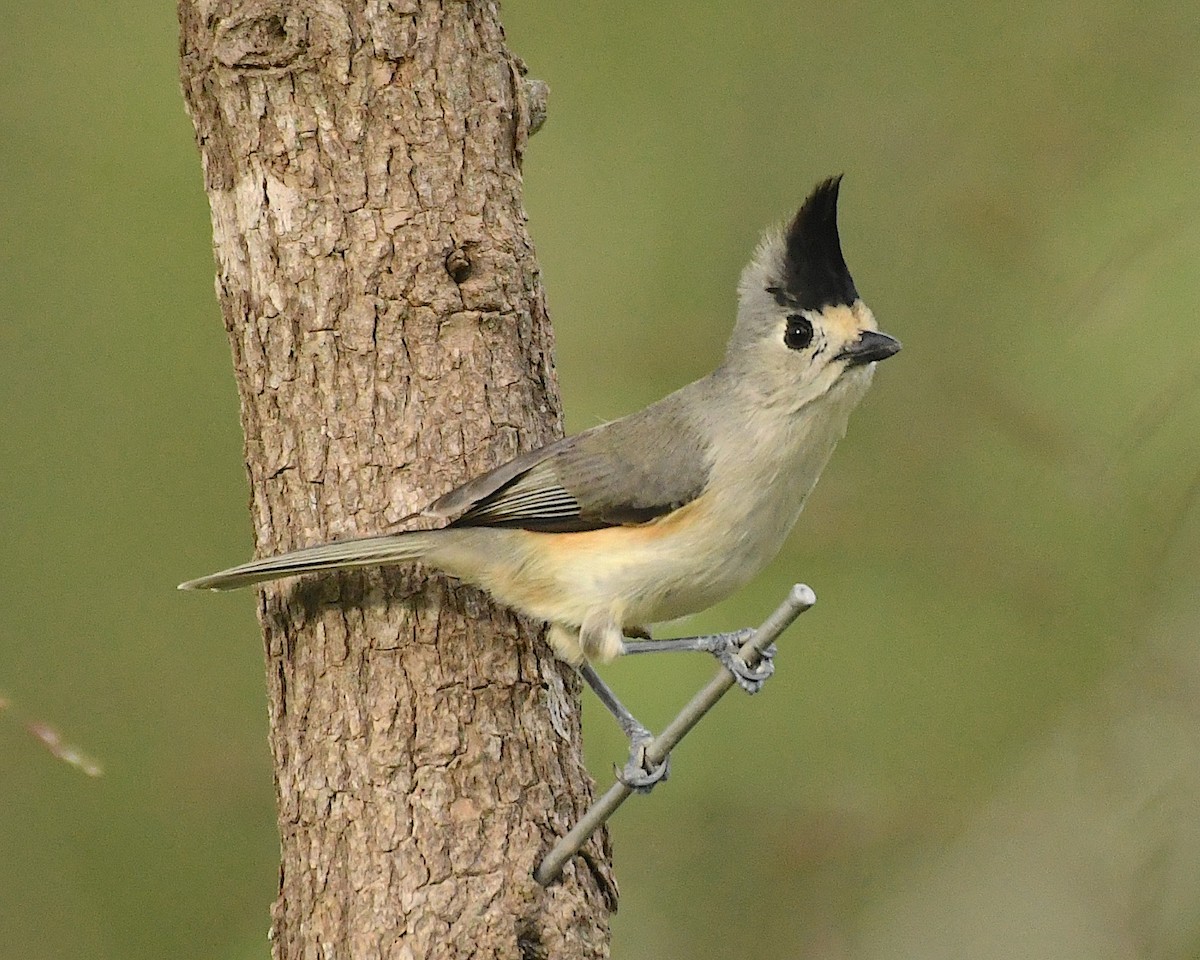 Black-crested Titmouse - ML612865494