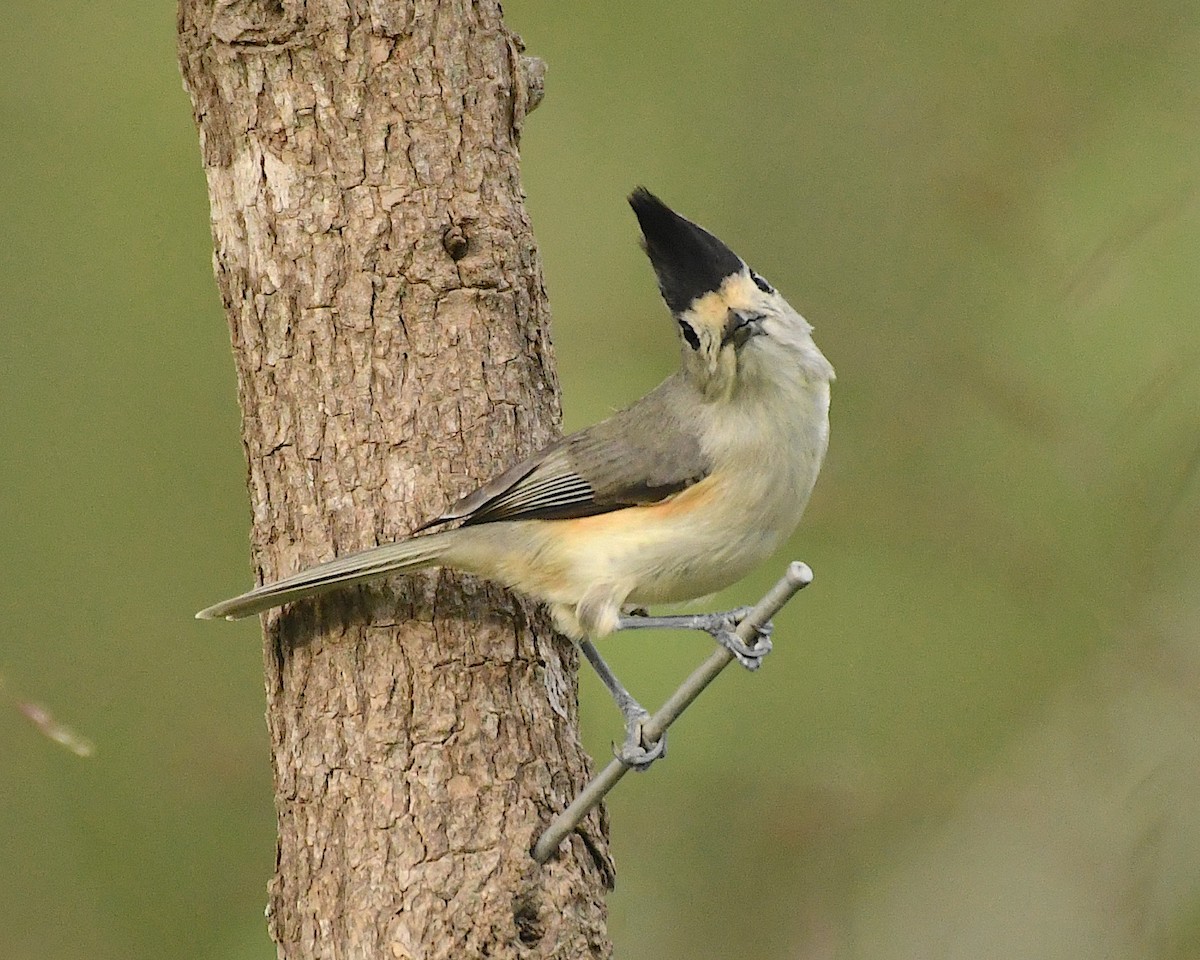 Black-crested Titmouse - ML612865502