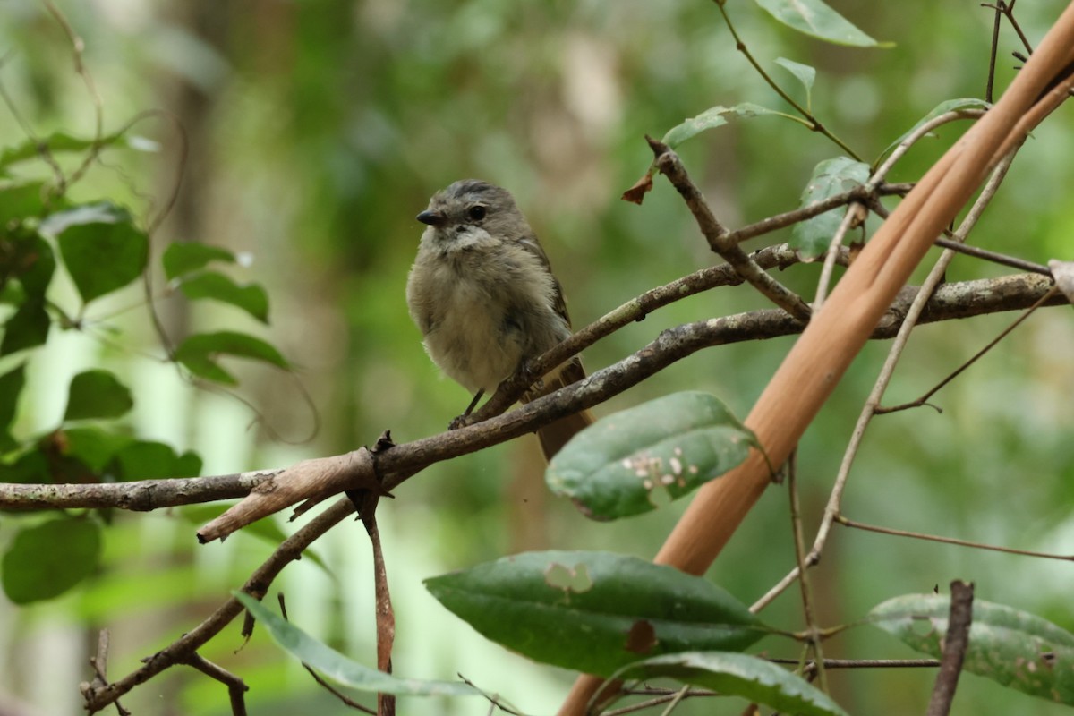 Golden Whistler - ML612865549