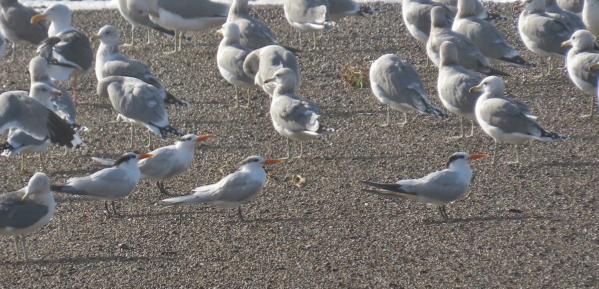 Royal Tern - Petra Clayton