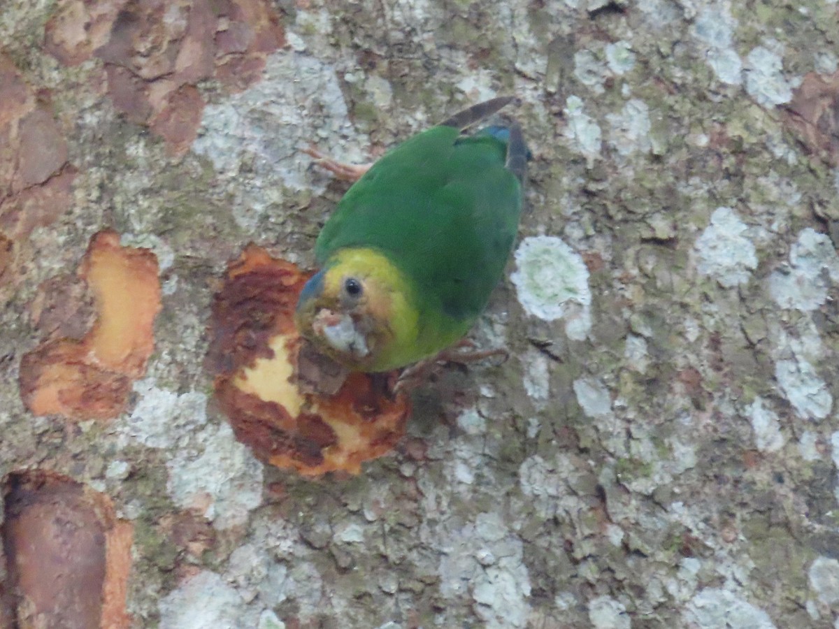 Buff-faced Pygmy-Parrot - ML612865651