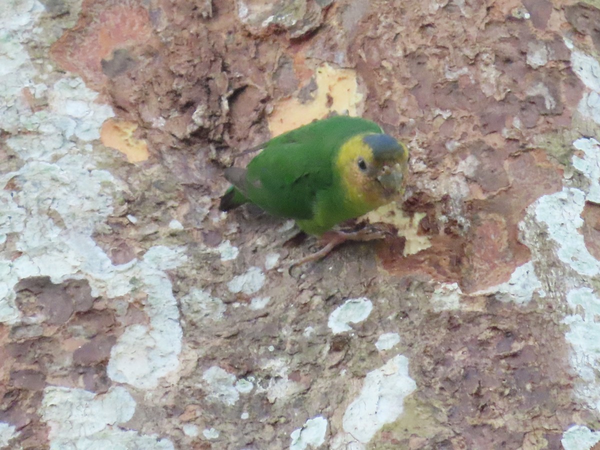 Buff-faced Pygmy-Parrot - ML612865700