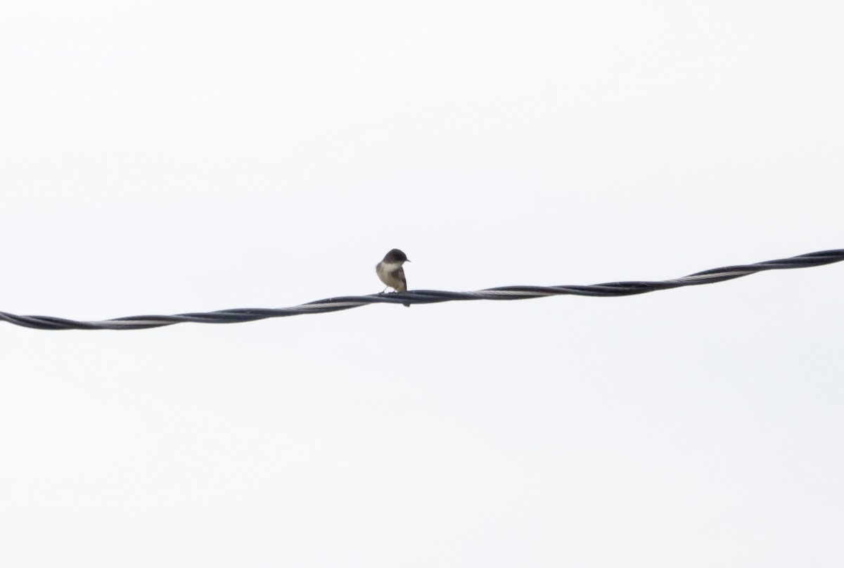 Eastern Phoebe - Sarah Morris