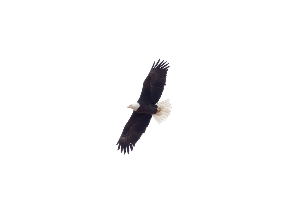 Bald Eagle - ML612865741