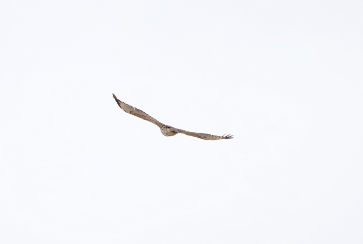 Red-shouldered Hawk - Sarah Morris