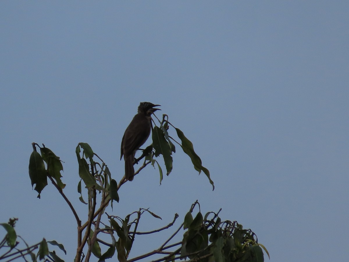 Streak-headed Honeyeater - ML612865800