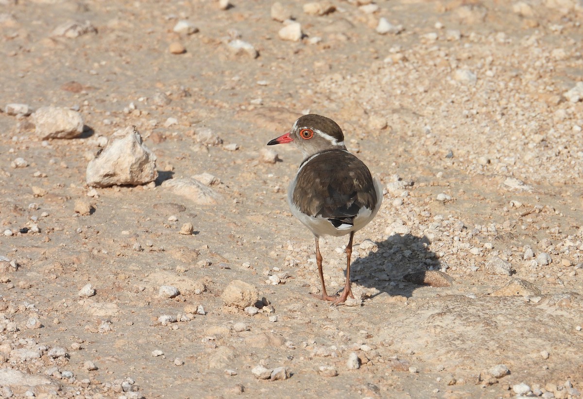 Three-banded Plover - ML612865809