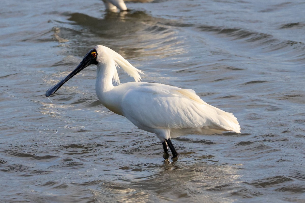 Royal Spoonbill - ML612865810