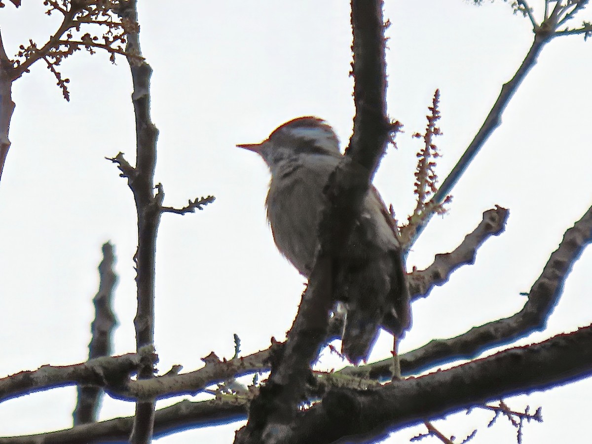 Brown-capped Pygmy Woodpecker - ML612865824