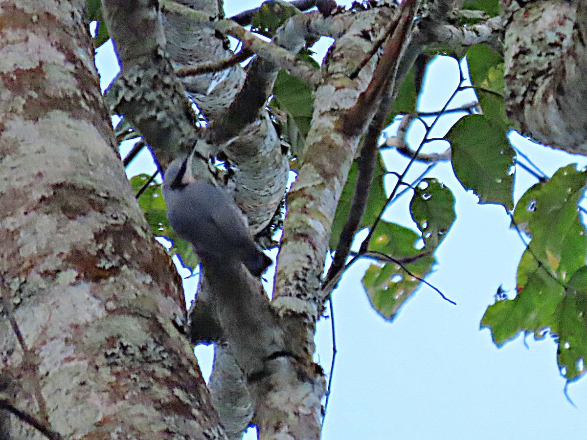 Indian Nuthatch - ML612865831