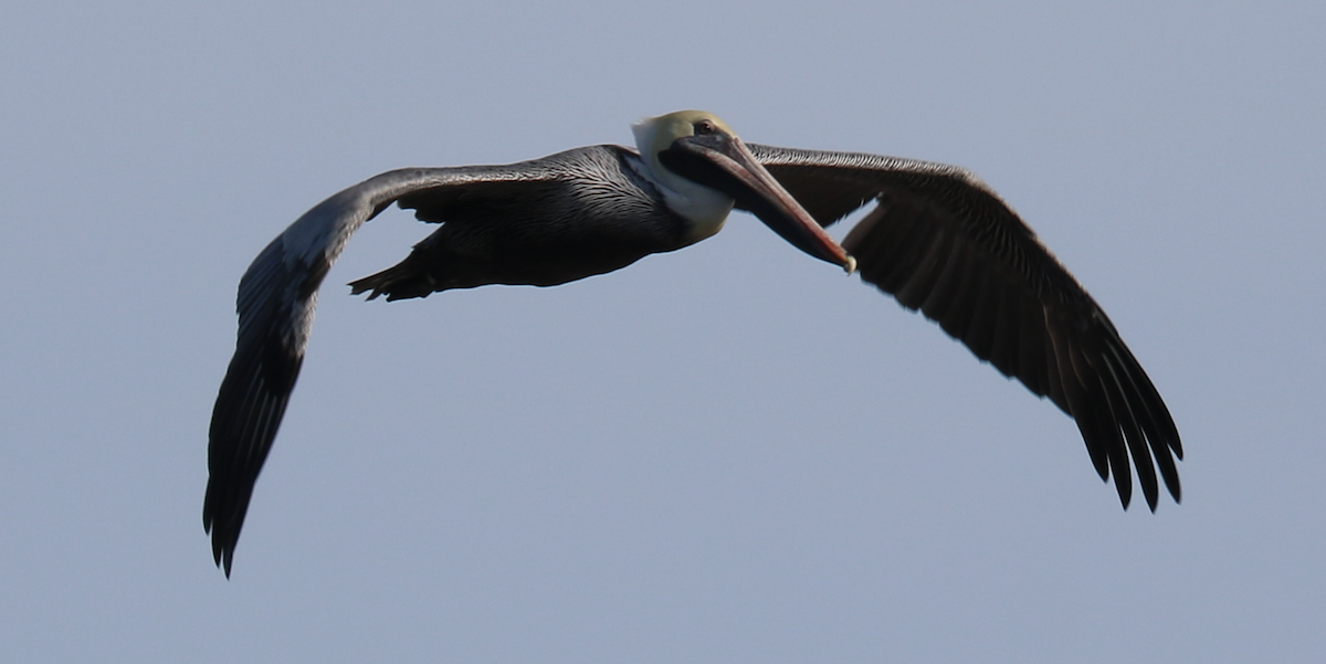 pelikán hnědý (ssp. carolinensis) - ML612865850