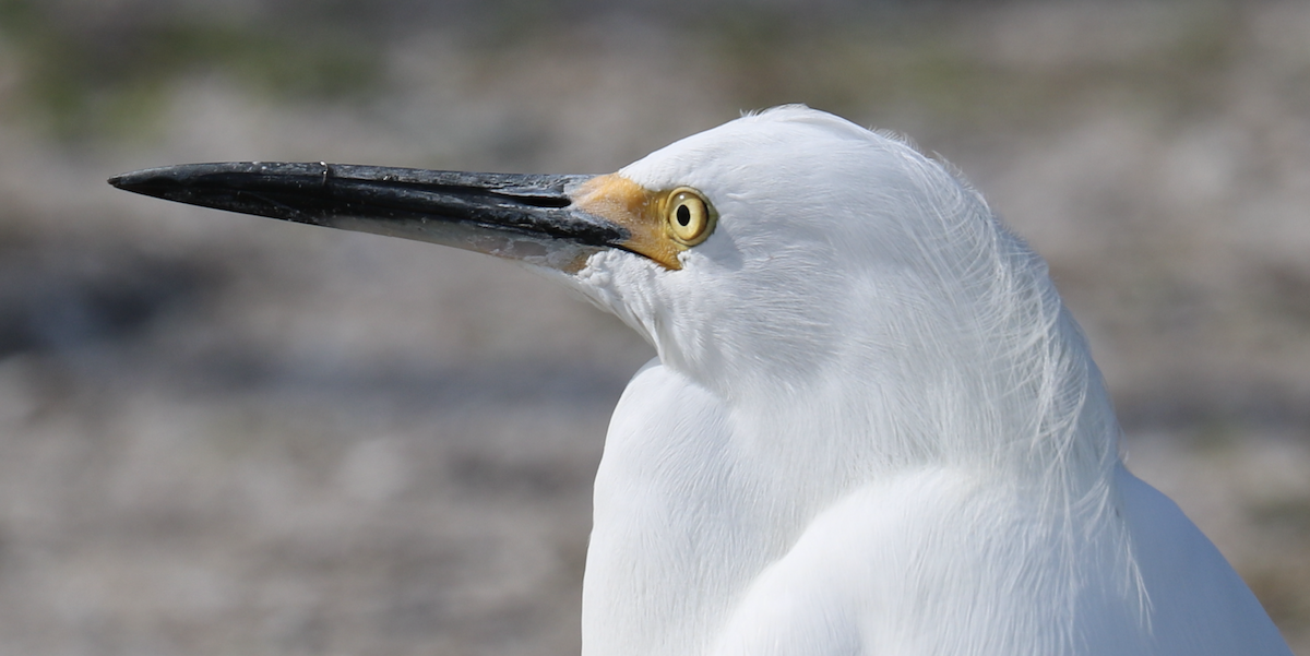 Snowy Egret - ML612865855