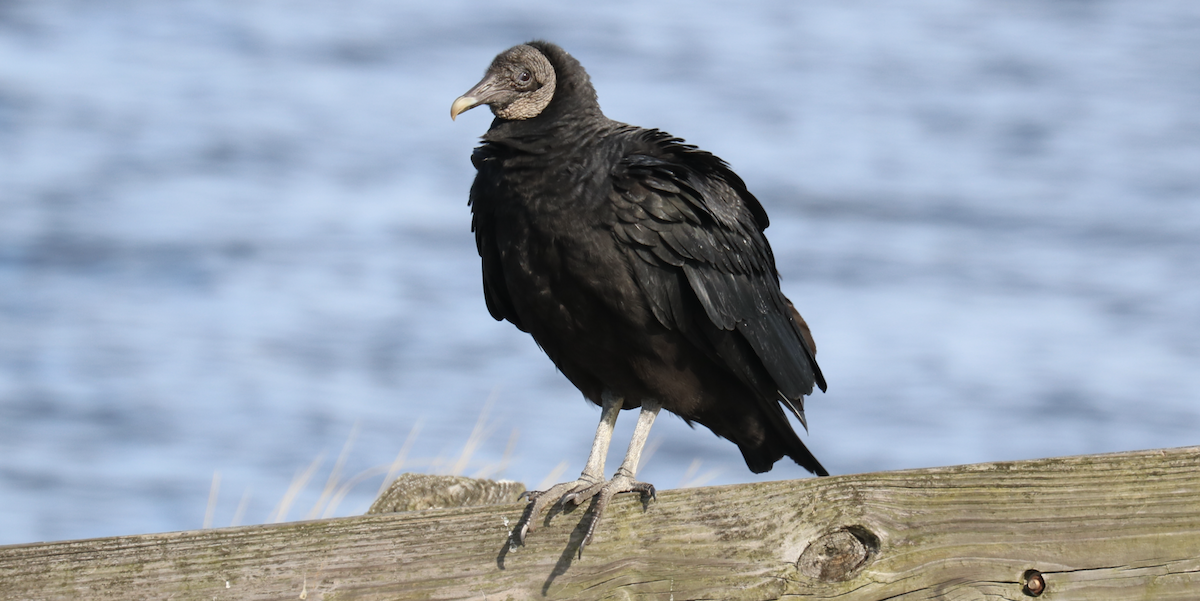 Black Vulture - ML612865860