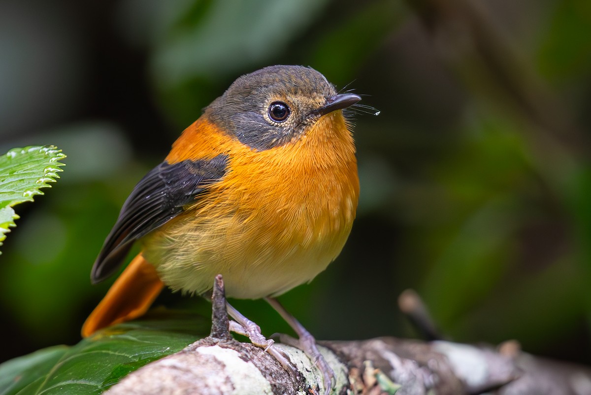 Black-and-orange Flycatcher - ML612865966