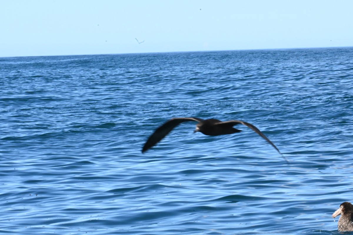 Puffin à pieds pâles - ML612866034