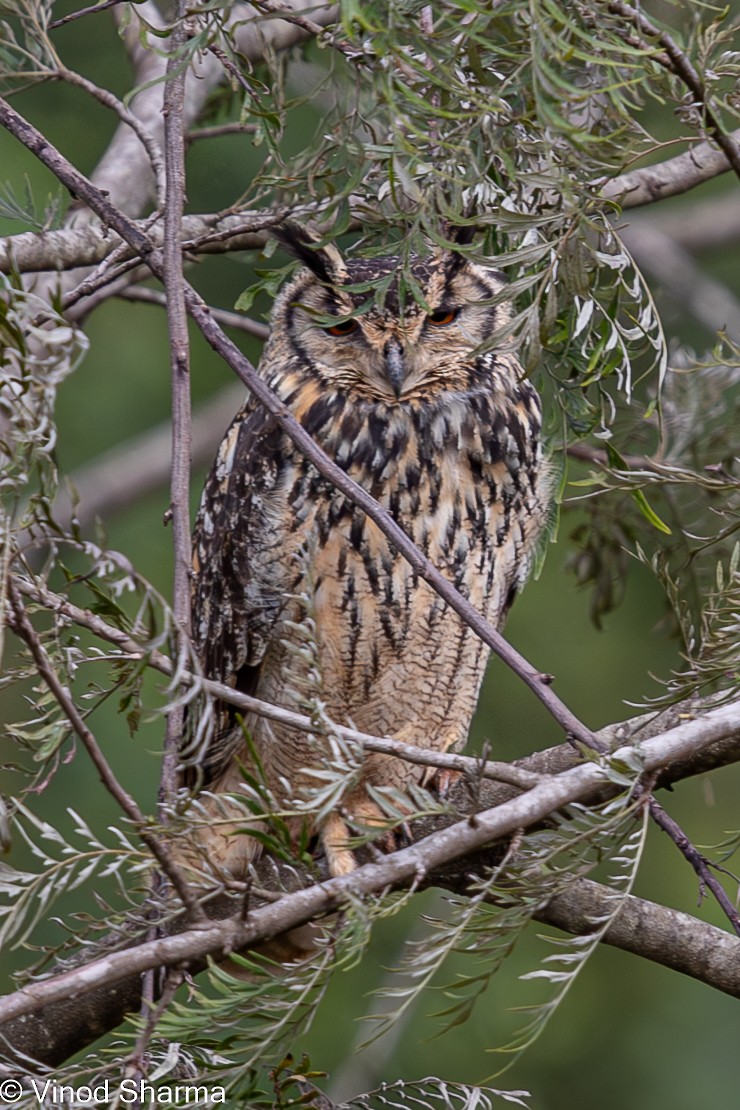 Rock Eagle-Owl - ML612866038