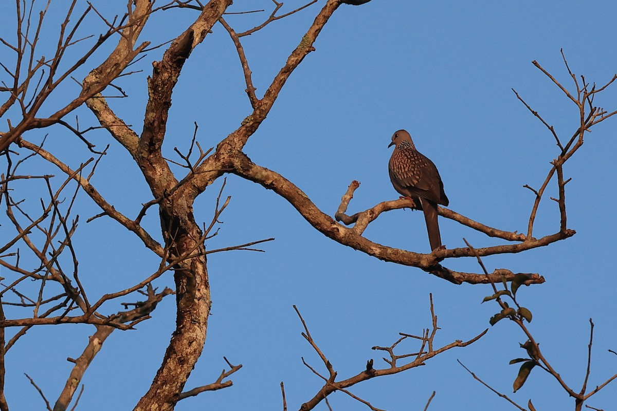 Spotted Dove - ML612866039