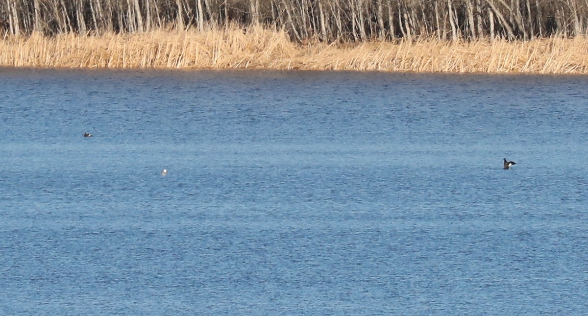 White-winged Scoter - Thomas Heinrich