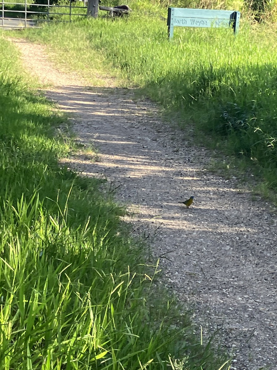 Turquoise Parrot - ML612866130
