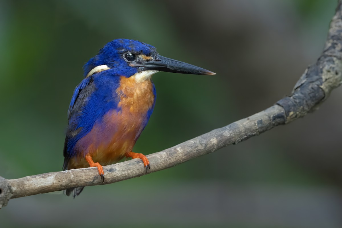 Martin-pêcheur à dos bleu - ML612866159