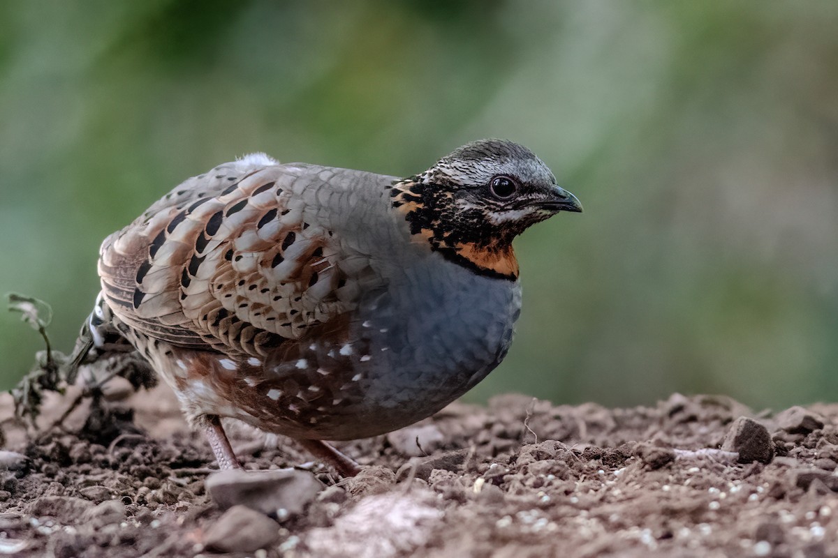 Rufous-throated Partridge - ML612866236