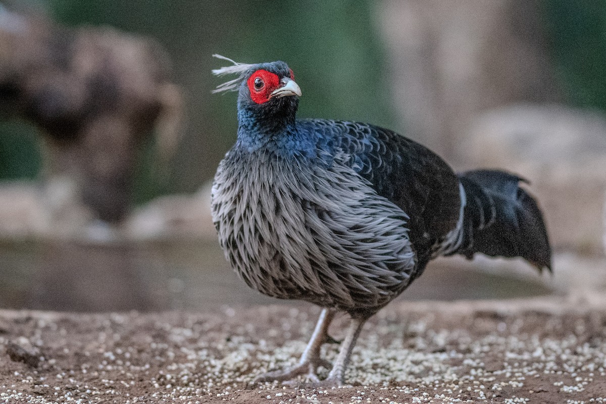 Kalij Pheasant - ML612866240
