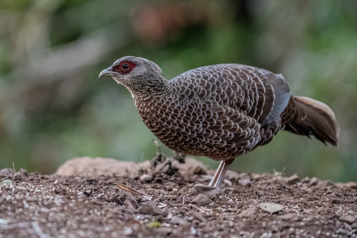 Kalij Pheasant - ML612866244