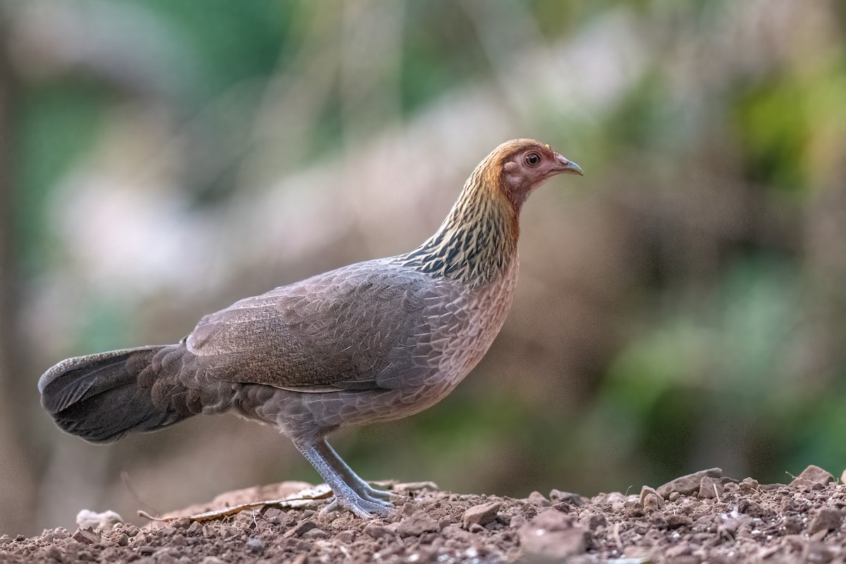 Red Junglefowl - ML612866249