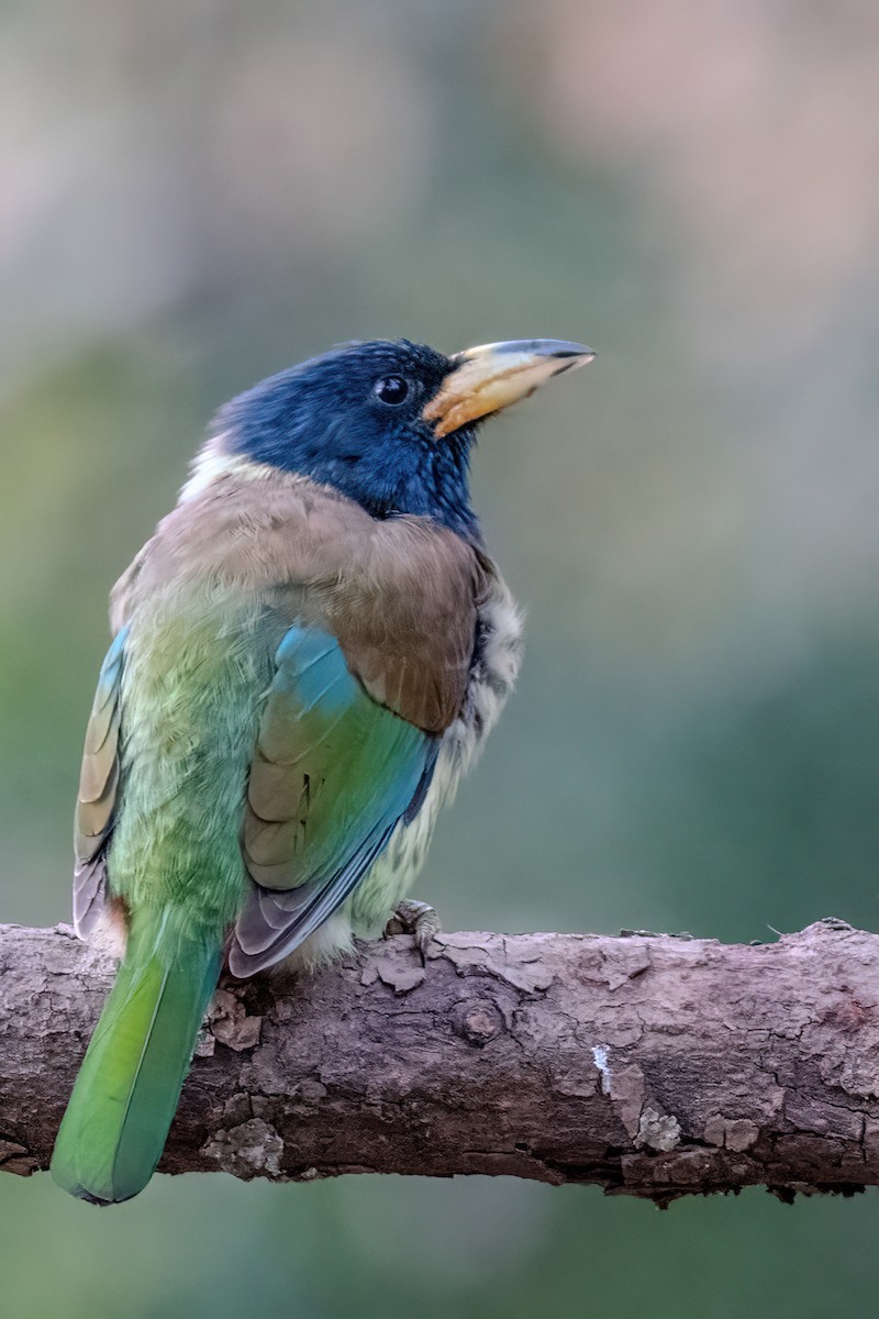 Great Barbet - ML612866252