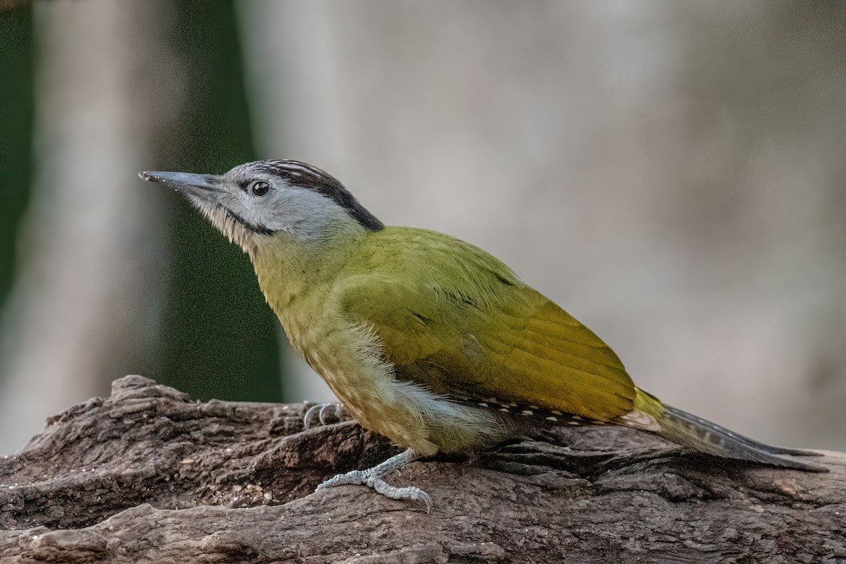 Gray-headed Woodpecker - Divesh Kumar Saini