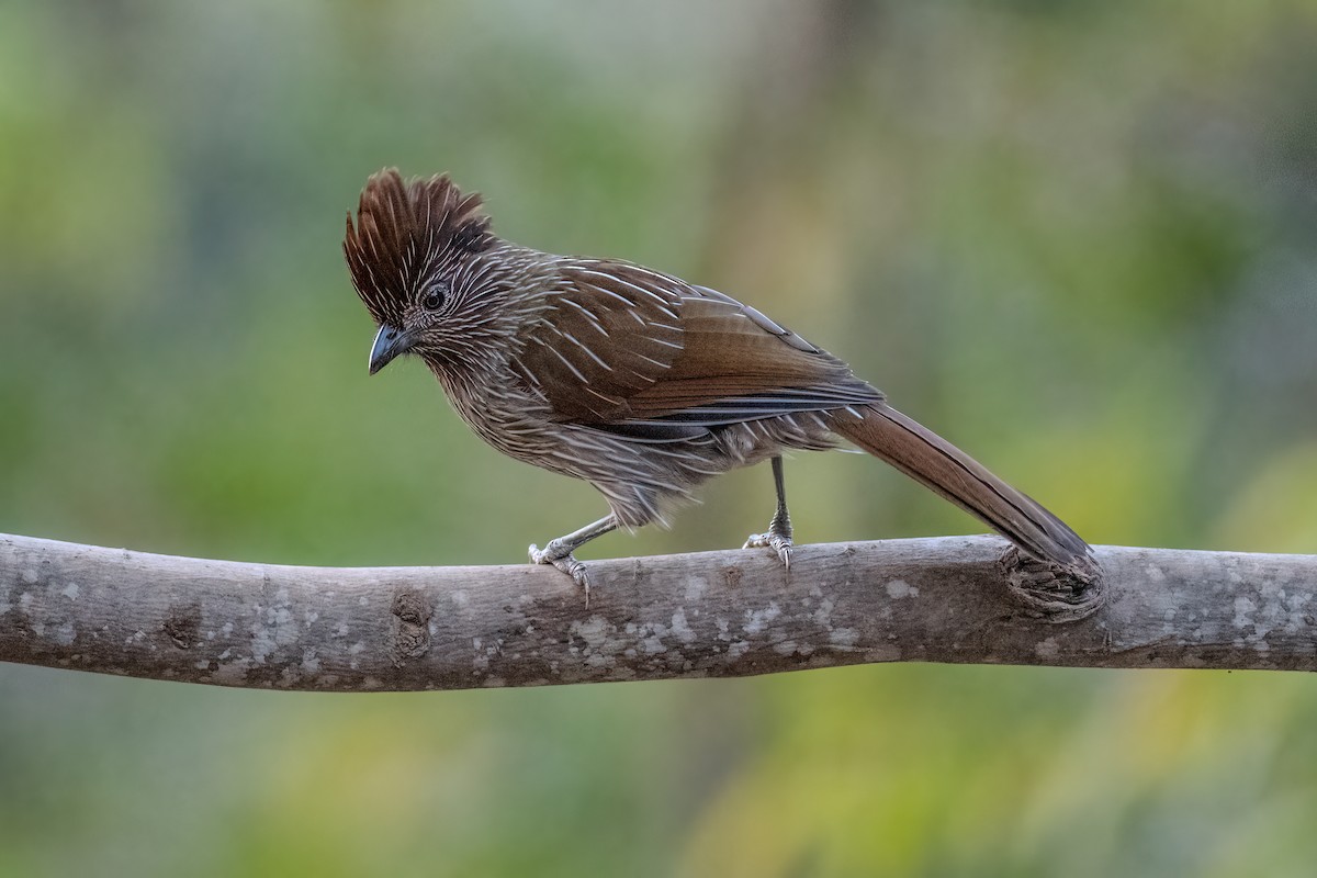 Striated Laughingthrush - ML612866255