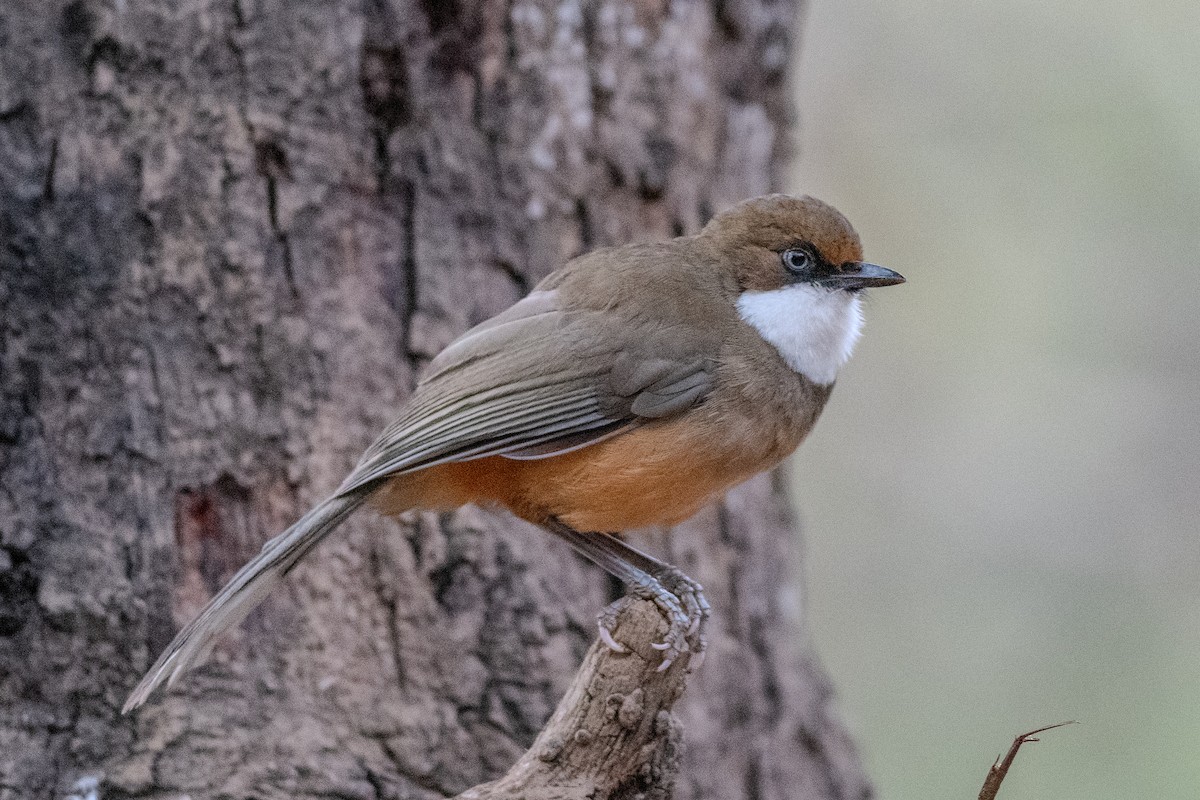 White-throated Laughingthrush - ML612866257