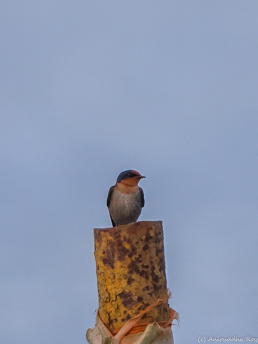 Pacific Swallow - ML612866350