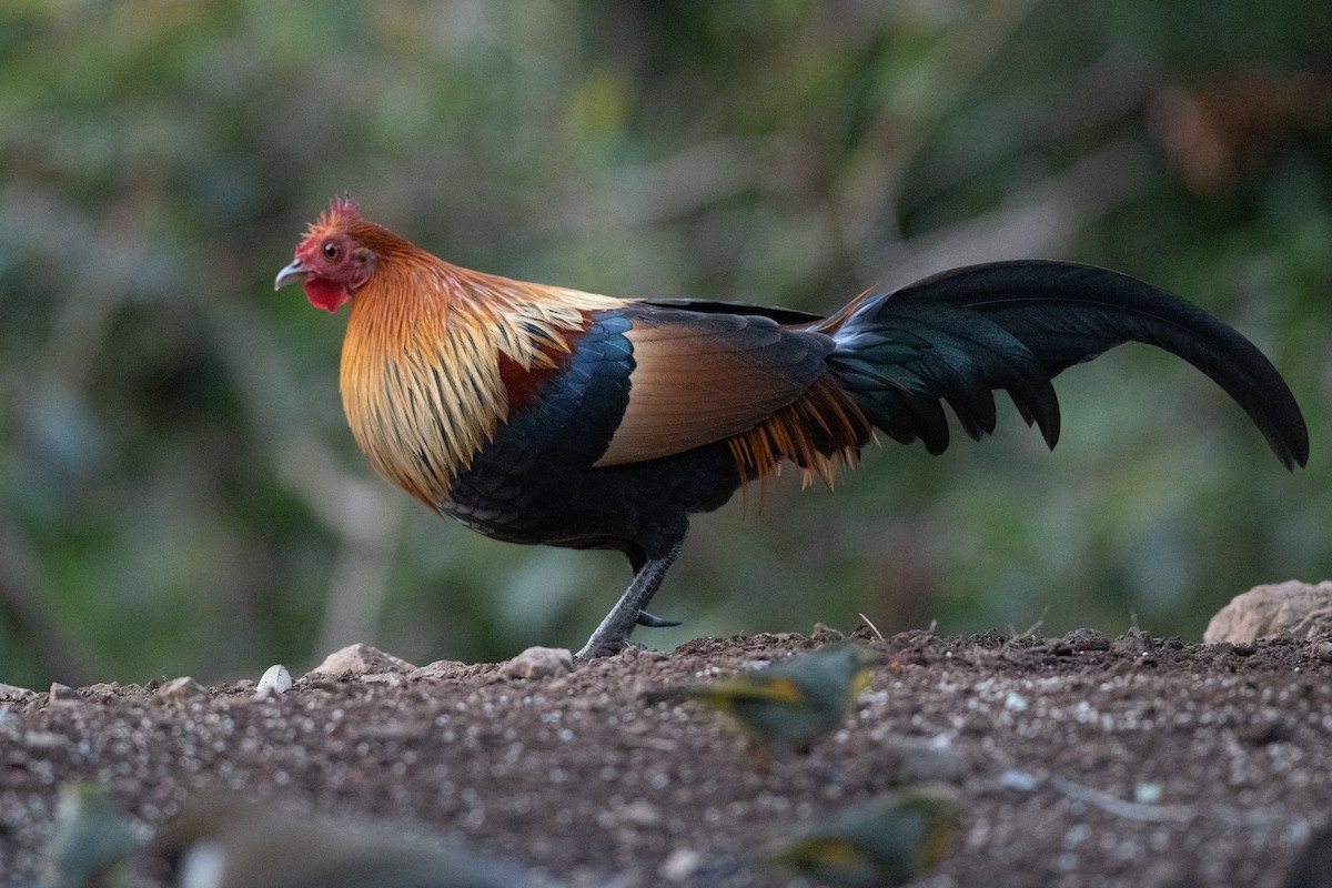 Red Junglefowl - ML612866353