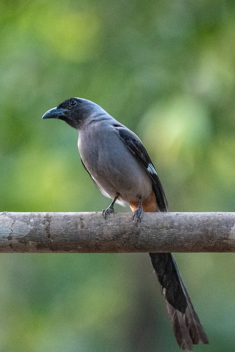 Gray Treepie - ML612866358