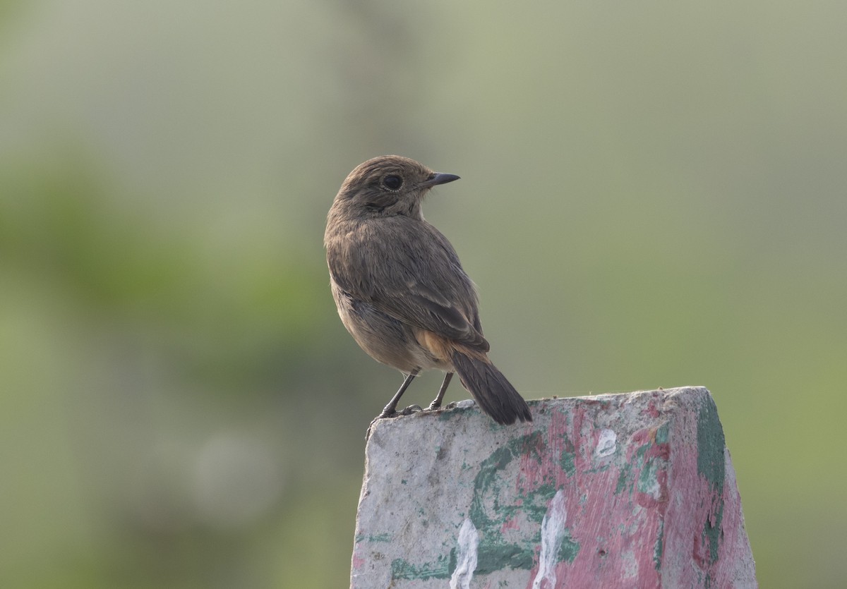 Pied Bushchat - Rohit Tibrewal