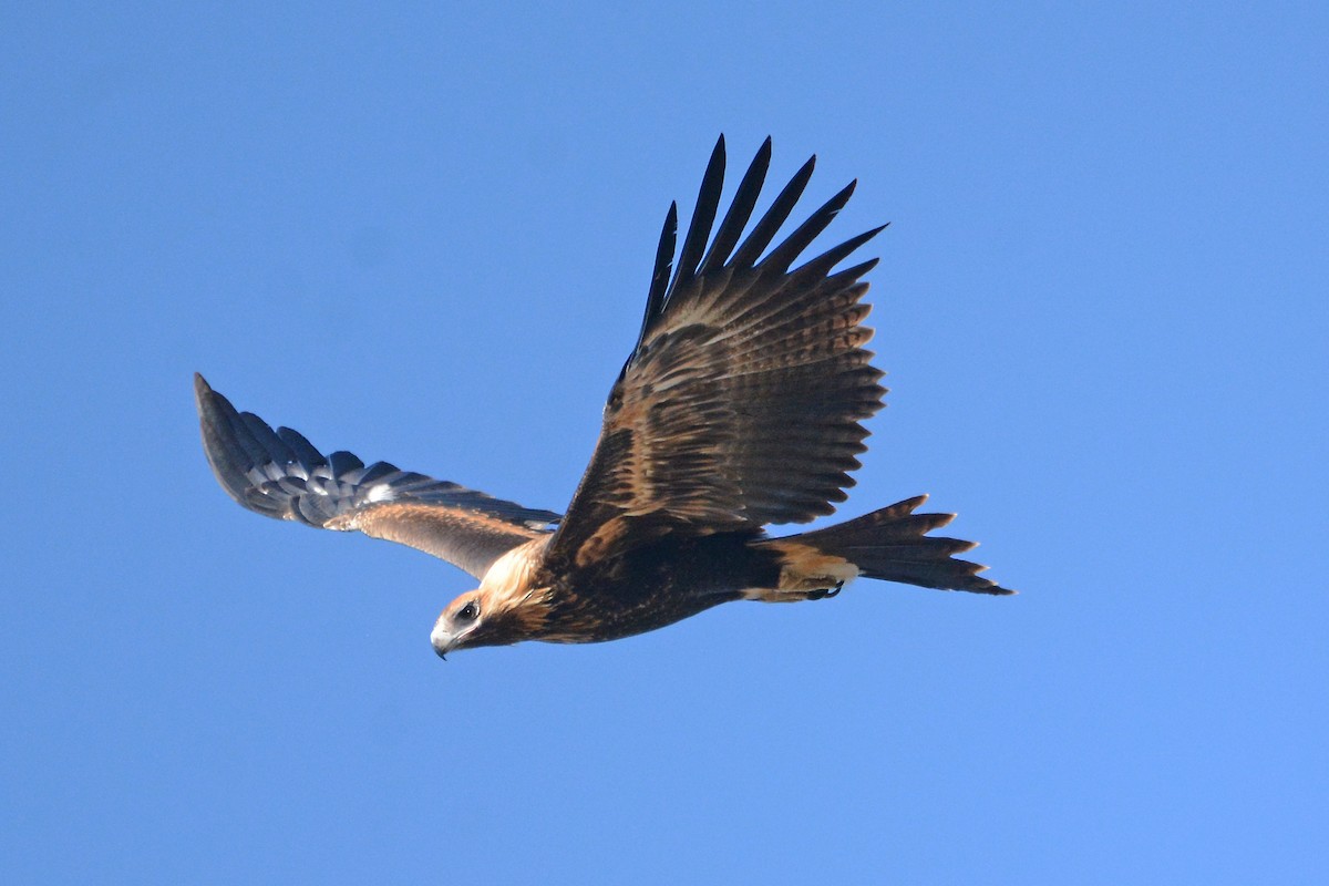 Wedge-tailed Eagle - Gerald Allen