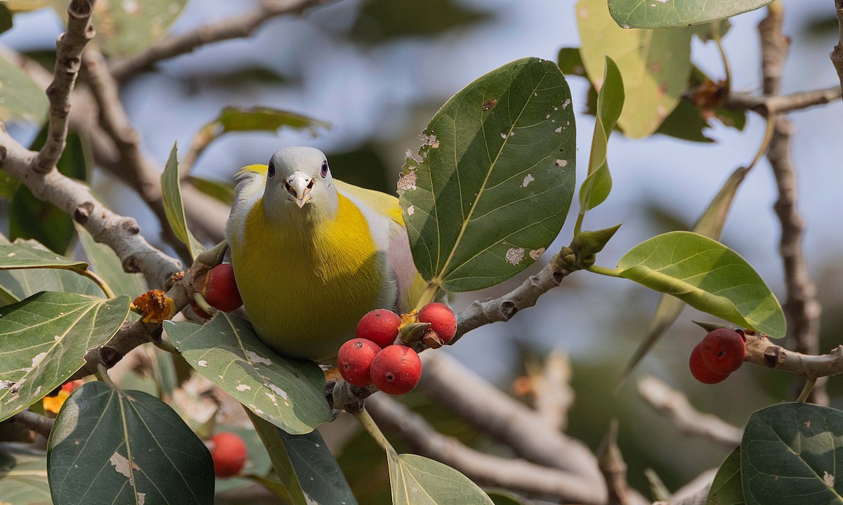 Yellow-footed Green-Pigeon - ML612866425