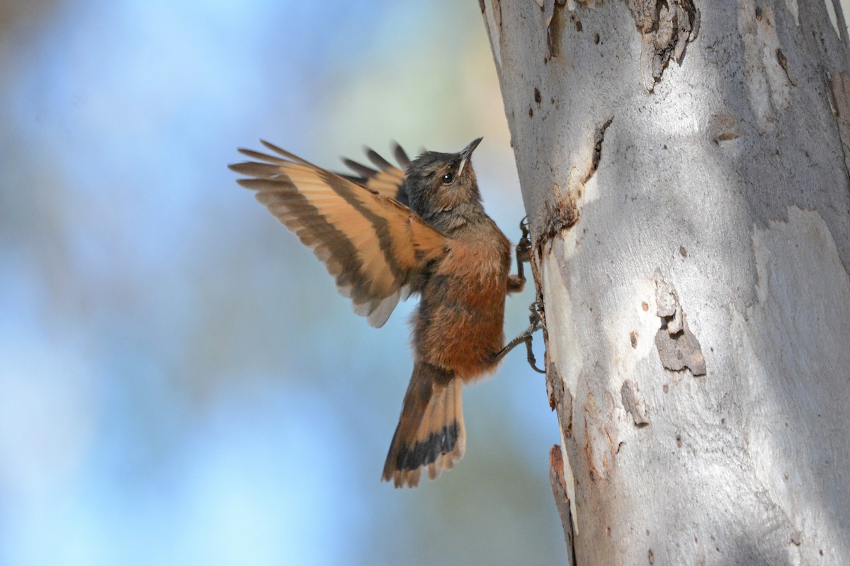 Rufous Treecreeper - Gerald Allen