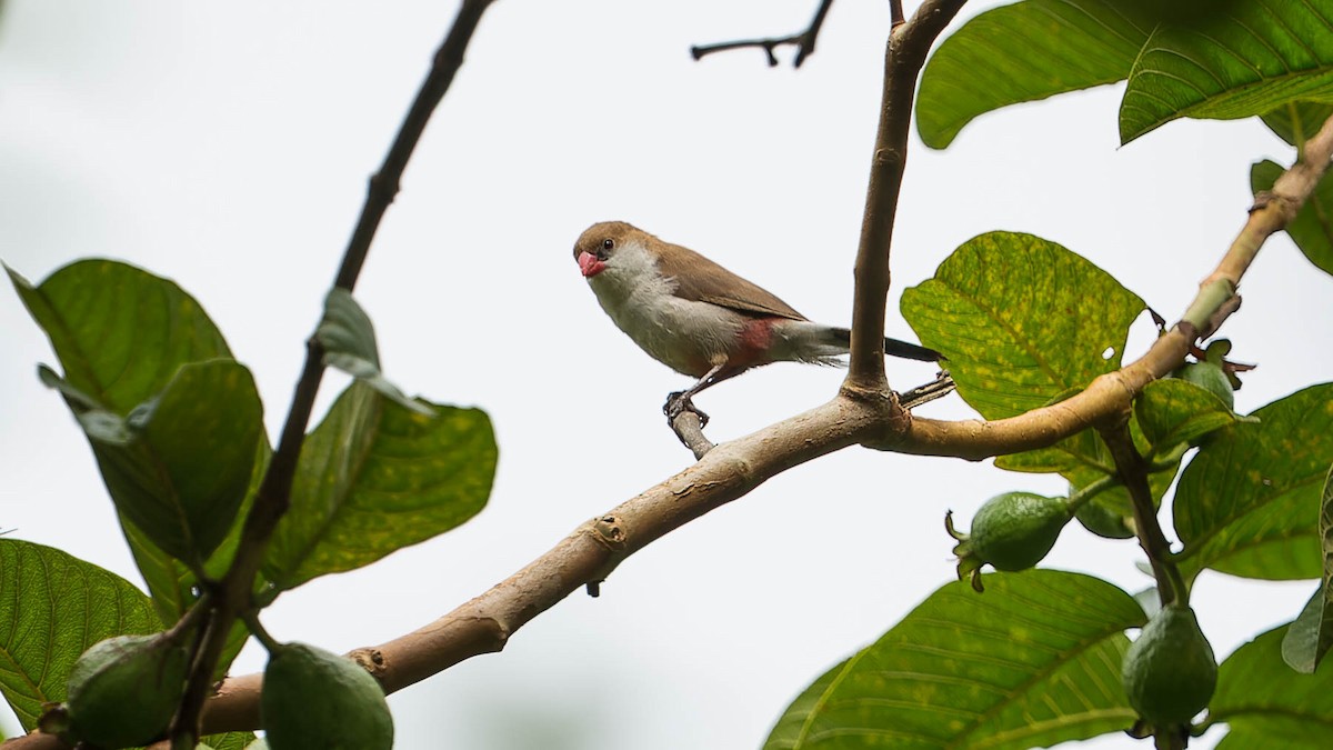 Fawn-breasted Waxbill - ML612866525