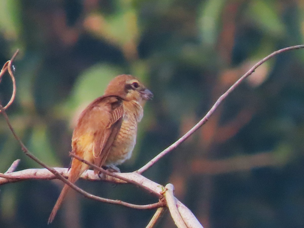 Brown Shrike - Sreekumar Chirukandoth